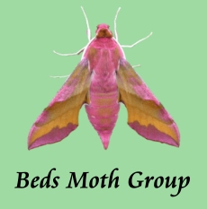 Beds Moth Group - Small Elephant Hawk-moth by Andy Banthorpe